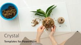  Presentation with home gardening - PPT layouts with kokedama-diy-home-craft-woman background and a soft green colored foreground