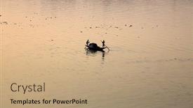  Presentation with calcutta - 