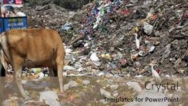  Presentation with animals - 