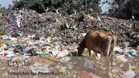  Presentation with animals - 