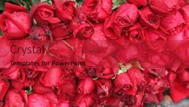  Presentation with calcutta - 