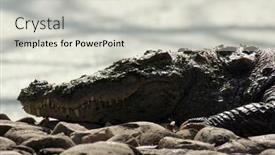  Presentation with crocodile - 