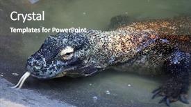  Presentation with dragon - Presentation consisting of komodo dragon at the zoo background and a  colored foreground