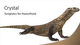 Presentation with dragon - Beautiful PPT theme featuring komodo dragon isolated on white backdrop and a white colored foreground
