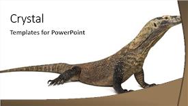  Presentation with dragon - Audience pleasing theme consisting of komodo dragon isolated on white backdrop and a  colored foreground