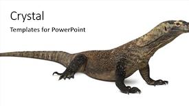  Presentation with dragon - Colorful presentation design enhanced with komodo dragon isolated on white backdrop and a white colored foreground