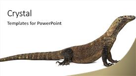  Presentation with dragon - Slide set featuring komodo dragon isolated on white background and a  colored foreground