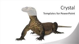  Presentation with dragon - Beautiful presentation design featuring komodo dragon isolated on white backdrop and a white colored foreground