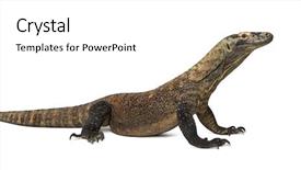  Presentation with dragon - Presentation theme consisting of komodo dragon isolated on white background and a white colored foreground