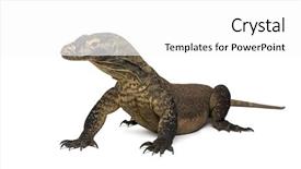  Presentation with dragon - Presentation with komodo dragon isolated on white background and a white colored foreground