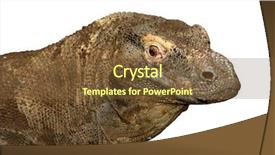  Presentation with dragon - Presentation theme enhanced with komodo dragon isolated background and a  colored foreground