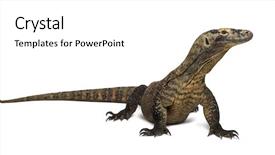  Presentation with dragon - Slide deck consisting of komodo dragon looking away isolated background and a white colored foreground