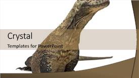  Presentation with dragon - Cool new presentation design with komodo dragon looking away isolated backdrop and a coral colored foreground