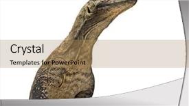  Presentation with dragon - PPT theme with komodo dragon looking up isolated background and a coral colored foreground