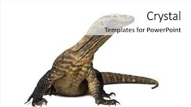  Presentation with dragon - Presentation design having komodo dragon looking up isolated background and a white colored foreground