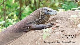 Presentation with varanus - Cool new theme with komodo dragon on the nest backdrop and a soft green colored foreground