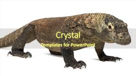  Presentation with dragon ballsx - Audience pleasing slides consisting of komodo dragon standing up isolated backdrop and a tawny brown colored foreground