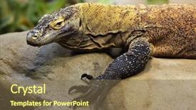  Presentation with varanus - Presentation theme enhanced with komodo dragon varanus komodoensis wild background and a violet colored foreground