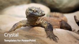  Presentation with varanus - Slide set featuring komodo dragon varanus komodoensis wild background and a coral colored foreground