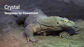  Presentation with varanus - PPT theme enhanced with komodo dragon varanus komodoensis wild background and a dark gray colored foreground
