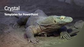  Presentation with varanus - Slides having komodo dragon varanus komodoensis wild background and a dark gray colored foreground