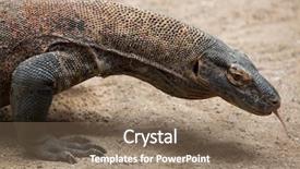  Presentation with varanus - Presentation theme enhanced with komodo dragon varanus komodoensis wildlife background and a coral colored foreground