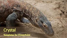  Presentation with varanus - Colorful slide set enhanced with komodo dragon varanus komodoensis wildlife backdrop and a tawny brown colored foreground
