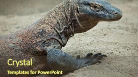  Presentation with varanus - PPT layouts enhanced with komodo dragon varanus komodoensis wildlife background and a tawny brown colored foreground