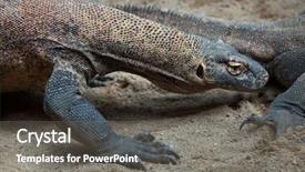  Presentation with varanus - Slide deck consisting of komodo dragon varanus komodoensis wildlife background and a gray colored foreground