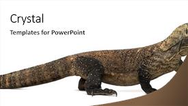  Presentation with tongue - PPT theme having komodo dragon walking and sticking background and a white colored foreground