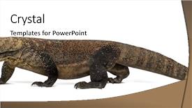  Presentation with dragon ballsx - Cool new PPT theme with komodo dragon walking and sticking backdrop and a  colored foreground
