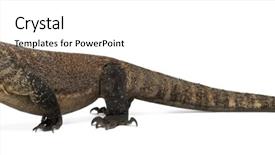 Presentation with dragon - Audience pleasing PPT theme consisting of komodo dragon walking and sticking backdrop and a sky blue colored foreground
