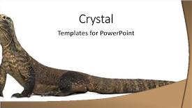  Presentation with tongue - PPT theme enhanced with komodo dragon walking and sticking background and a  colored foreground