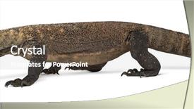  Presentation with dragon ballsx - Colorful presentation theme enhanced with komodo dragon walking and sticking backdrop and a  colored foreground