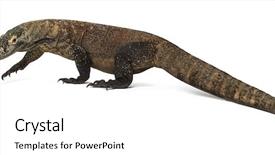  Presentation with tongue - Presentation theme consisting of komodo dragon walking and sticking background and a white colored foreground