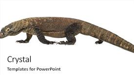  Presentation with tongue - Presentation enhanced with komodo dragon walking and sticking background and a white colored foreground