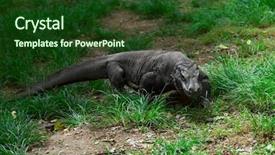  Presentation with dragon - PPT layouts enhanced with komodo dragon walking in green background and a forest green colored foreground