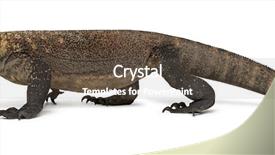  Presentation with dragon - Presentation featuring komodo dragon walking isolated background and a  colored foreground