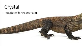  Presentation with dragon - Presentation design enhanced with komodo dragon walking isolated background and a cream colored foreground