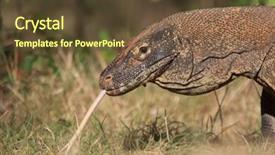  Presentation with dragon - Audience pleasing slide set consisting of komodo dragon backdrop and a  colored foreground