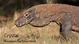  Presentation with dragon - Presentation design featuring komodo dragon background and a  colored foreground