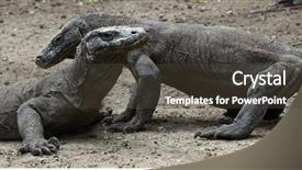  Presentation with dragon - Presentation theme enhanced with komodo dragons rinca island national background and a  colored foreground