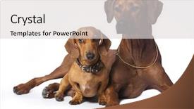  Presentation with dachshund - Beautiful PPT theme featuring kongo - rhodesian ridgeback and dachshund backdrop and a light gray colored foreground