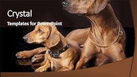  Presentation with dachshund - PPT theme having kongo - rhodesian ridgeback and dachshund background and a wine colored foreground