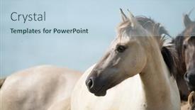  Presentation with sky blue - Audience pleasing slide deck consisting of konik-foal-head-with-blue backdrop and a sky blue colored foreground