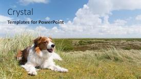  Presentation with dutch - Audience pleasing theme consisting of kooikerhondje-laying-in-landscape backdrop and a light blue colored foreground