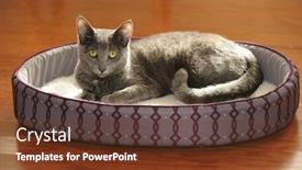  Presentation with cat - Colorful presentation design enhanced with korat-cat-resting-on-bed backdrop and a tawny brown colored foreground
