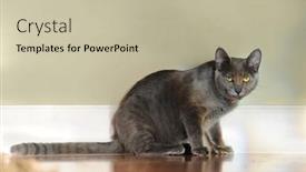  Presentation with wood - Slide set with korat-cat-sitting-on-wood background and a mint green colored foreground