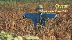  Presentation with corn field - Slides enhanced with korean culture - photo of scarecrow in corn background and a tawny brown colored foreground