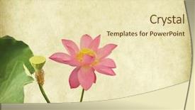  Presentation with water lily - Amazing presentation theme having lotus flower full bloom - water lily on grunge textured backdrop and a soft green colored foreground